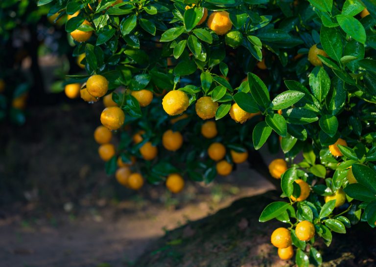 The Ultimate List of Citrus Fruits and Vegetables F and B Recipes