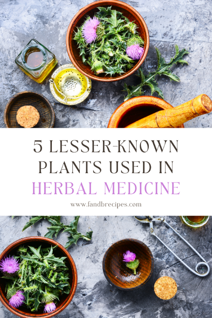 5 Lesser-Known Plants Used in Herbal Medicine