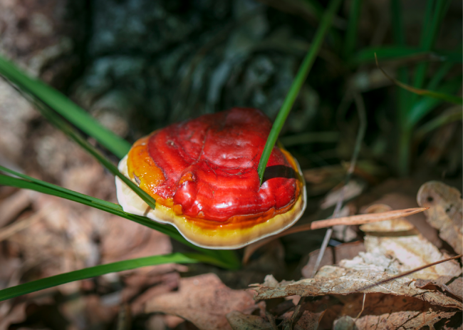 Reishi Mushroom: The Elixir of Immortality